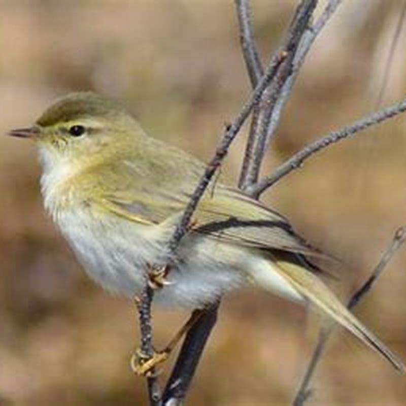Do Black-and-white Warblers eat seeds?