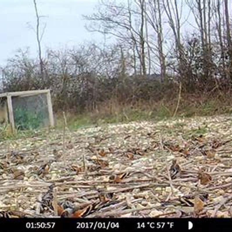 Do bramblings flock?