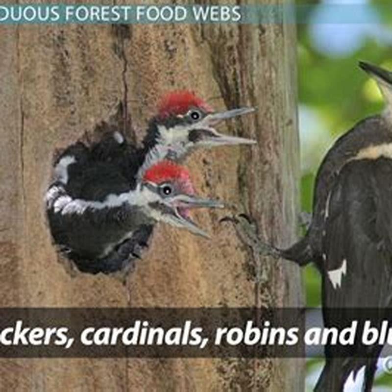 Do Broad-winged Hawks eat Cardinals?