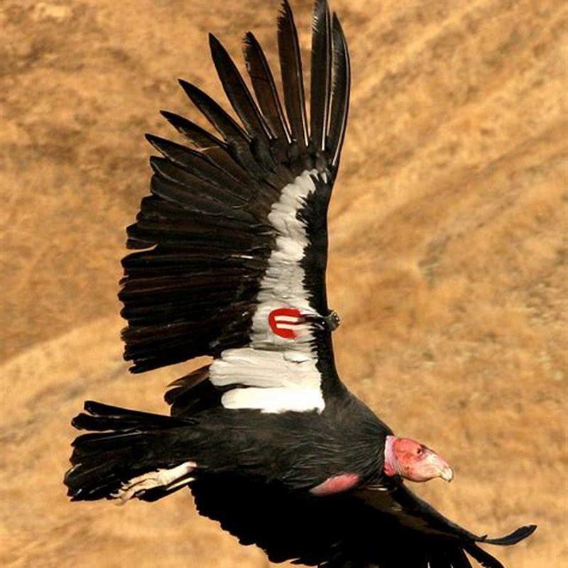 do-california-condors-eat-live-animals-diy-seattle