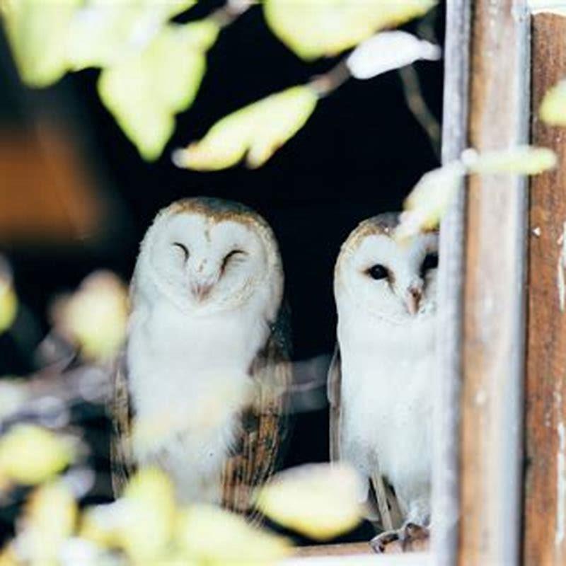 do-cardinals-come-back-to-the-same-nest-every-year-diy-seattle