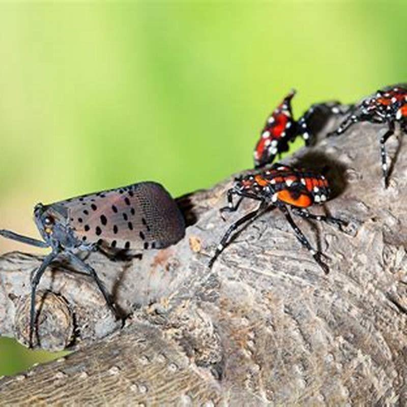 Do Cardinals Eat Spotted Lanternfly DIY Seattle