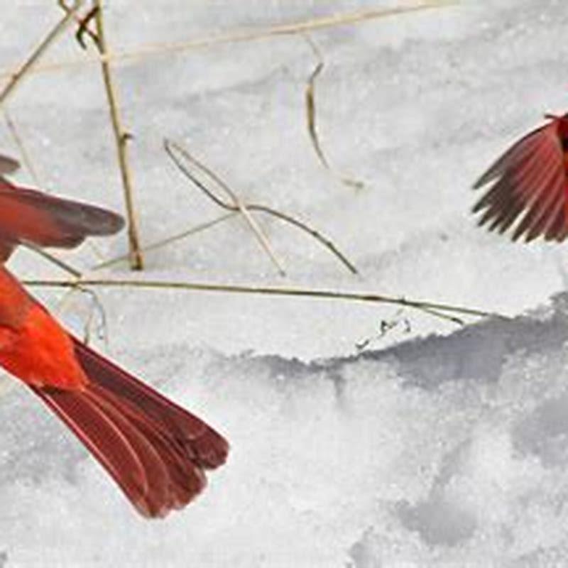 Do cardinals like oranges?