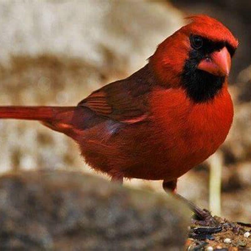 Do cardinals stay in Ohio for the winter?