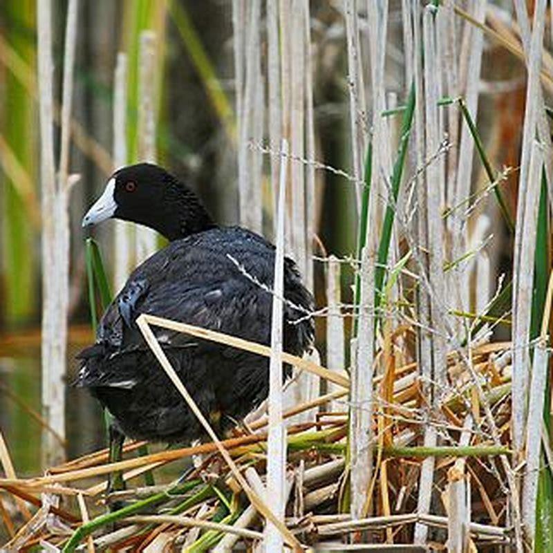 Do coots destroy duck nests?