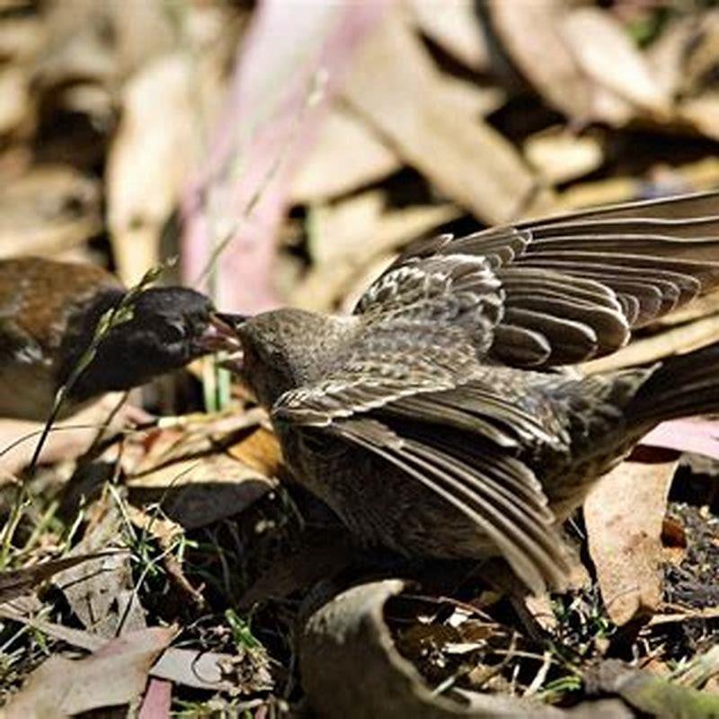 brown-headed-cowbird-calls-what-do-cowbirds-songs-sound-like