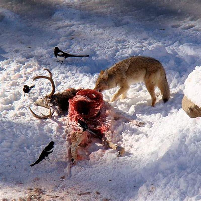Do coyotes eat pigeons?