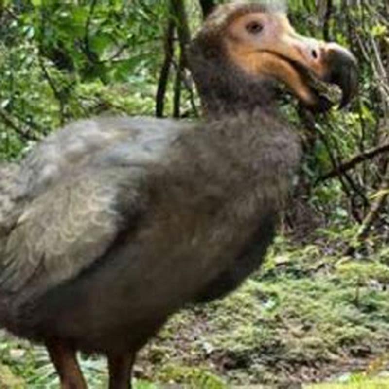 Do Dodo Birds Still Exist? - Diy Seattle