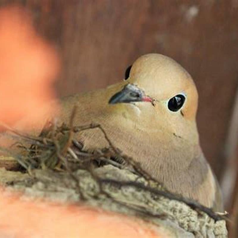 Do Doves Return To The Same Nest Every Year Diy Seattle 