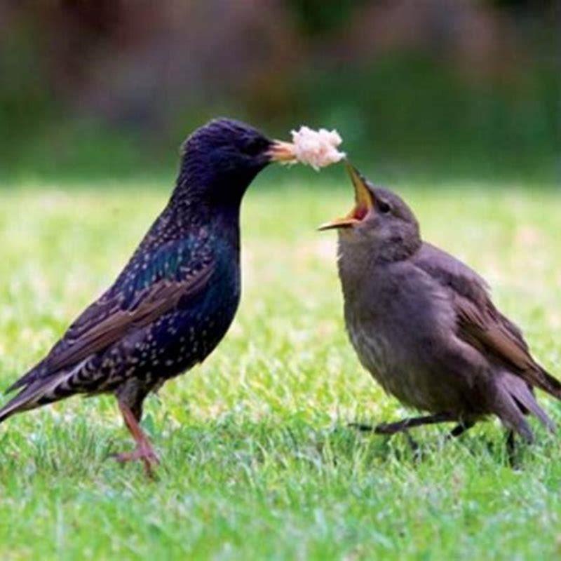 Do European starlings eat other birds?