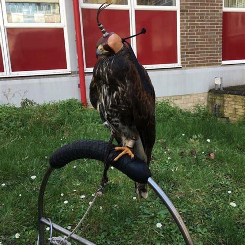 Do falconers release their birds?