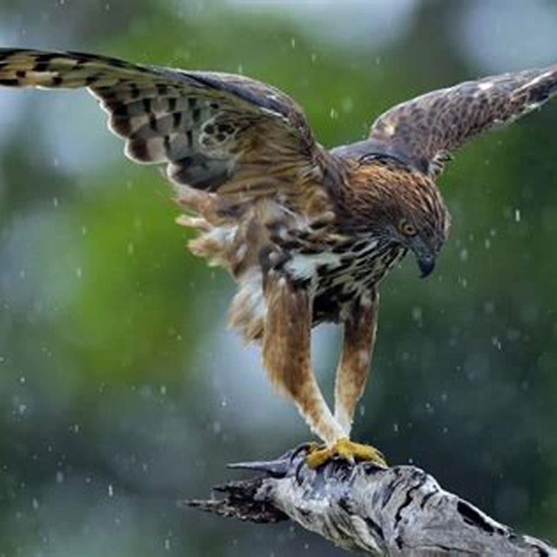 Do falcons live in Forest?