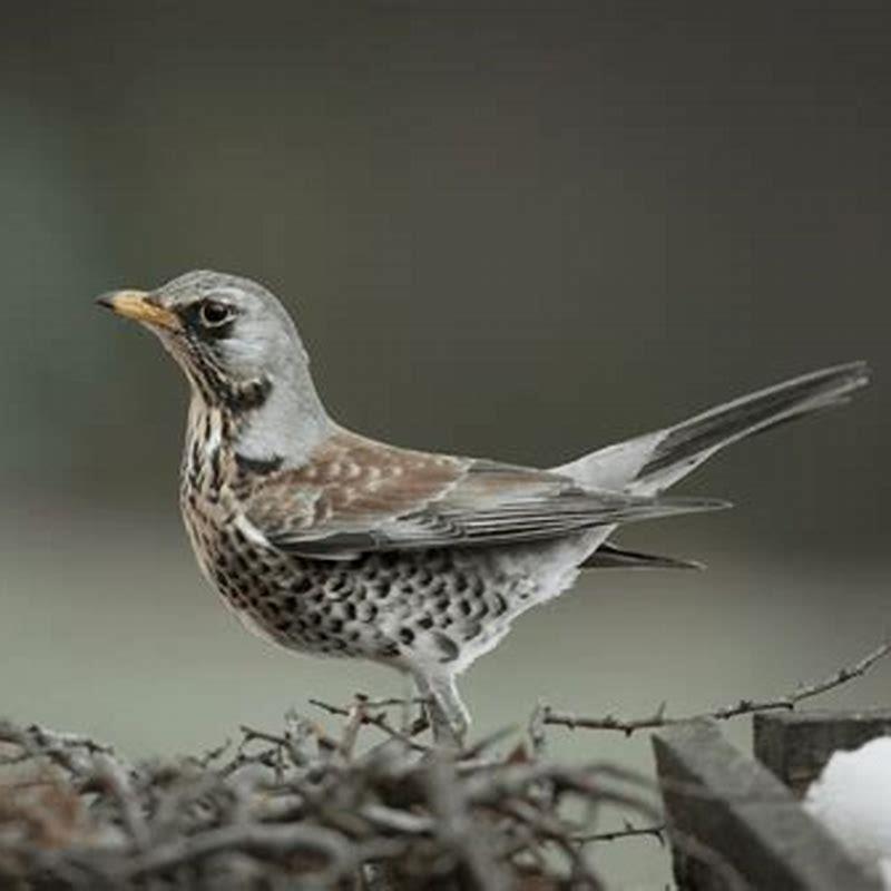 Do fieldfares eat berries?