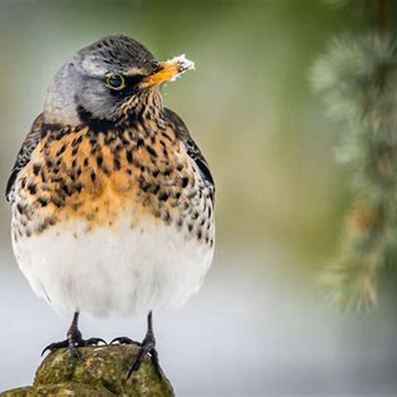 Do fieldfares nest in the UK?