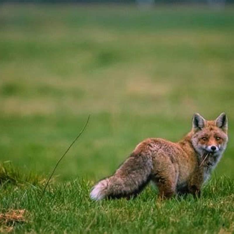Do foxes eat auklet?