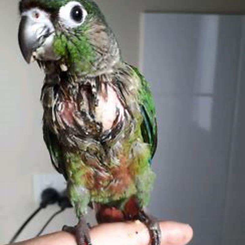 Do Galahs bond with humans?