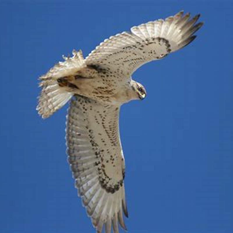 do-goshawks-eat-small-birds-diy-seattle