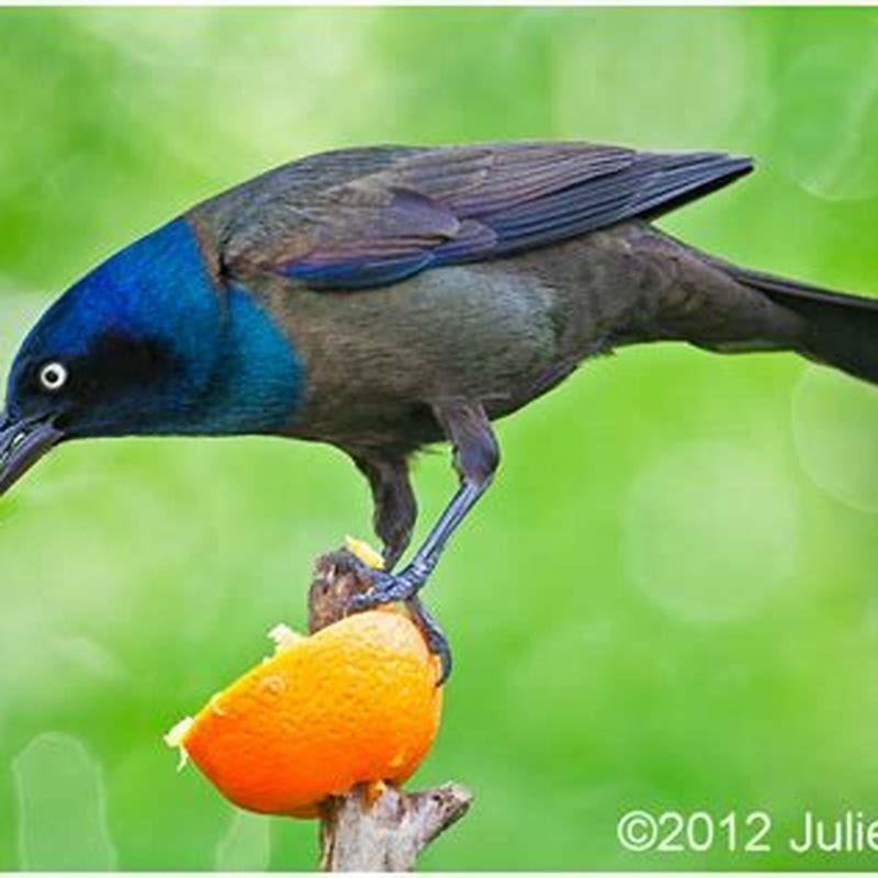 do-grackles-eat-other-birds-diy-seattle