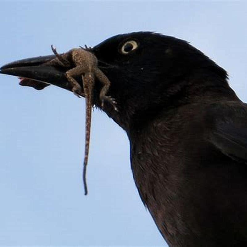 do-grackles-kill-small-birds-diy-seattle