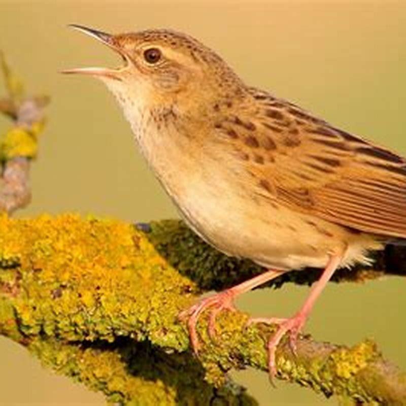 Do grasshopper warblers sing at night?