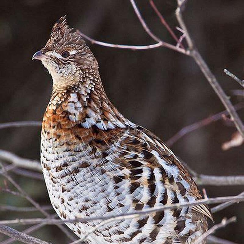 Do grouse eat animals? - DIY Seattle