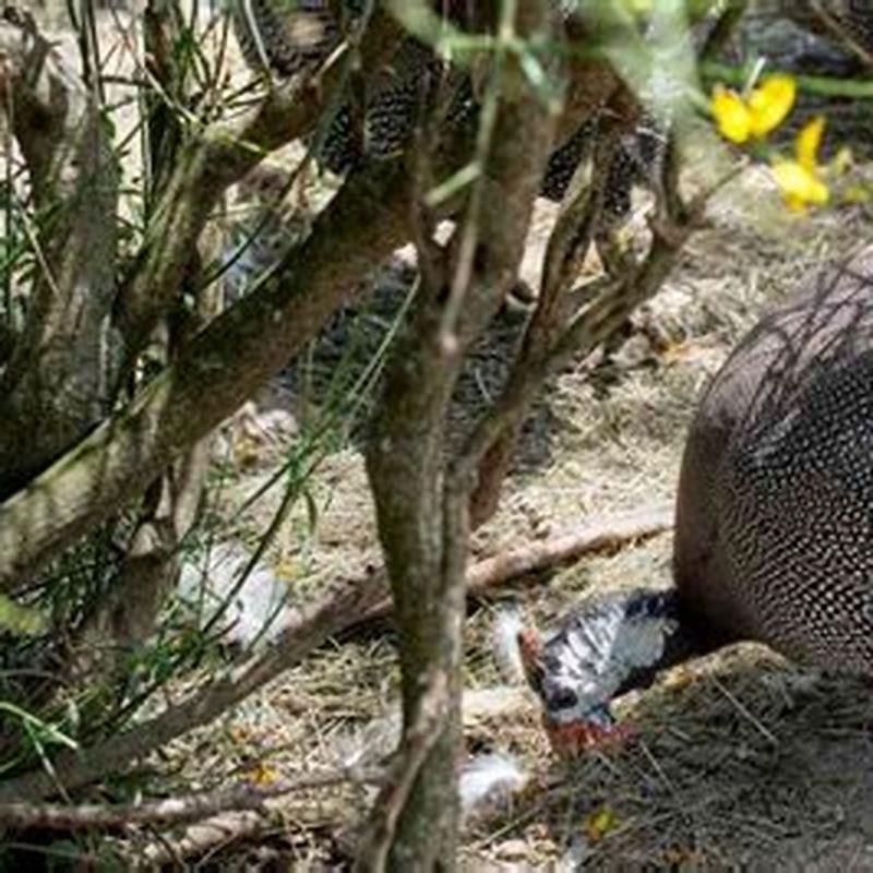 Do Guineas eat termites? - DIY Seattle