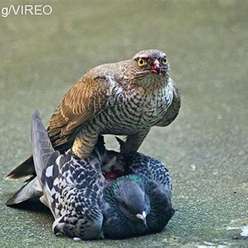 Do hawks eat song sparrows?