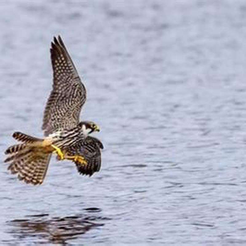 Do hobbies eat swifts diy seattle