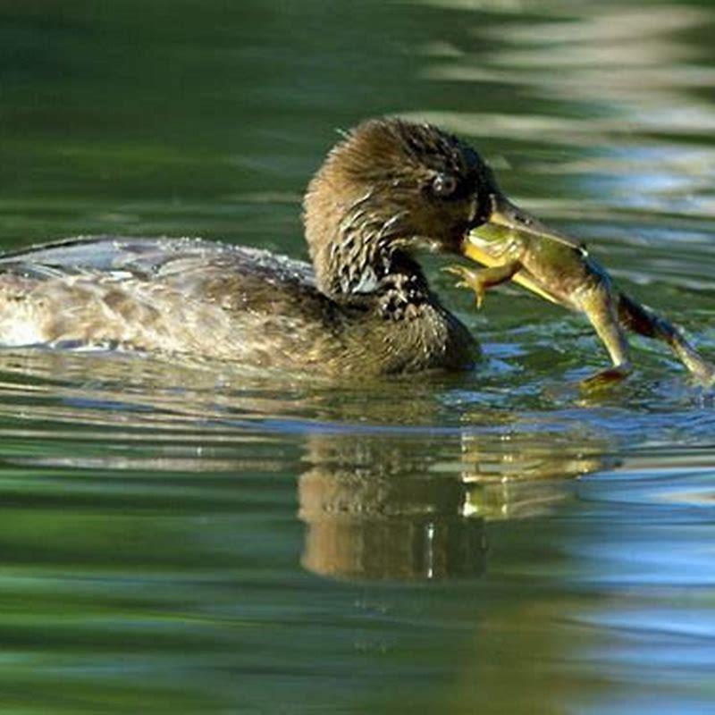 do-hooded-mergansers-eat-frogs-diy-seattle