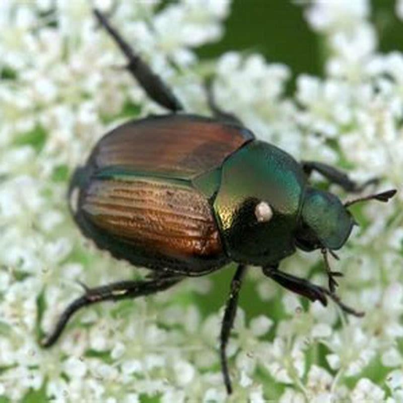 Do House Sparrows Eat Japanese Beetles? - Diy Seattle