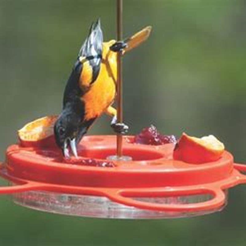 why-do-orioles-like-grape-jelly-birdwatching-buzz