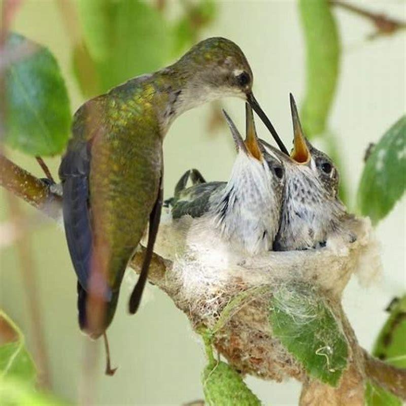 do-hummingbirds-lay-down-to-sleep-diy-seattle