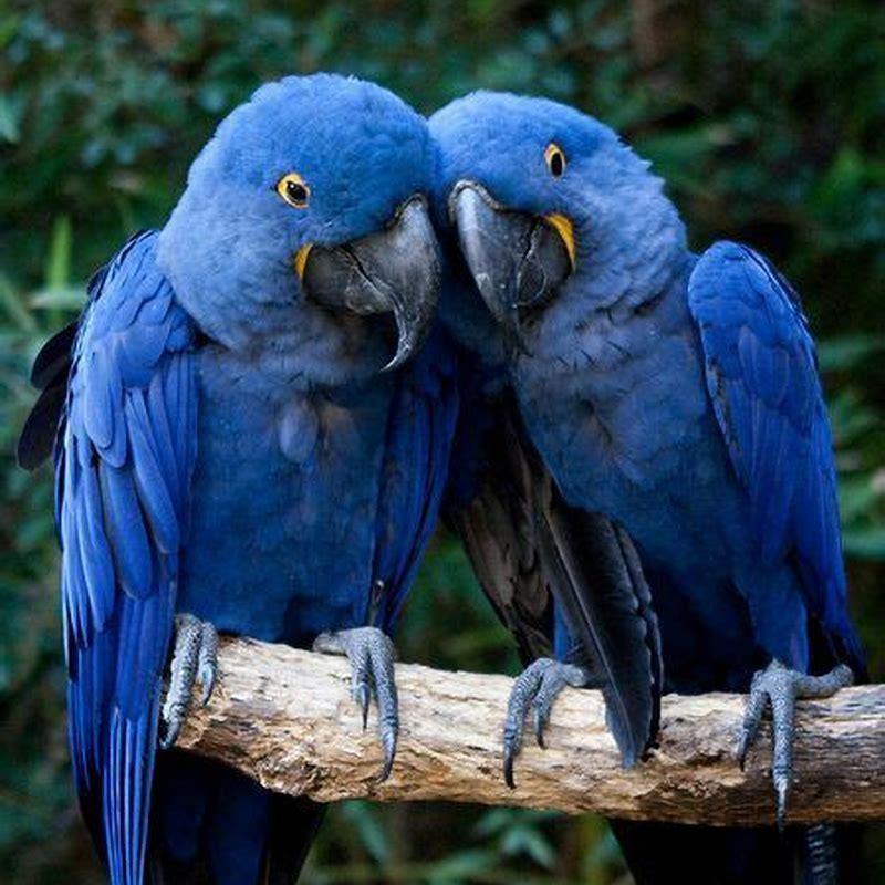 Do hyacinth macaws bite?
