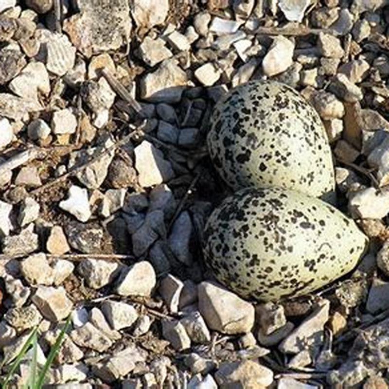 Do killdeer abandon their babies?