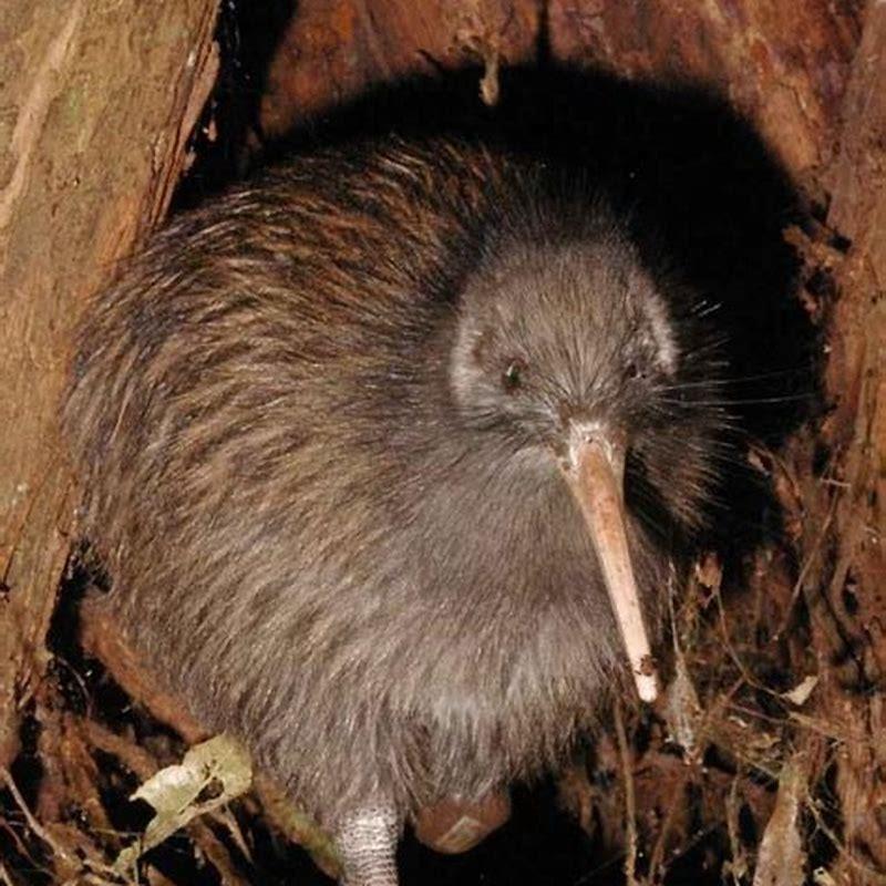 Do kiwi birds eat kiwi fruit?