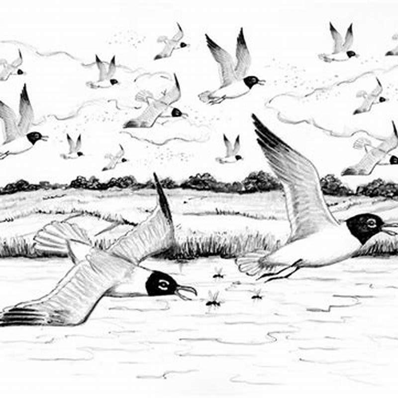 Do laughing gulls eat insects?