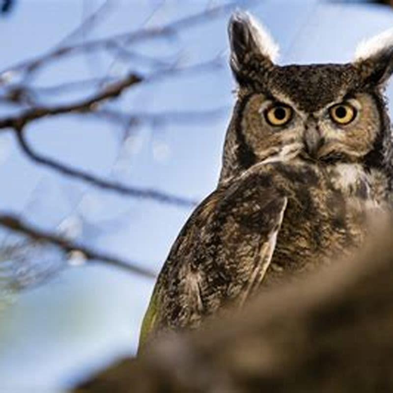 do-long-eared-owls-come-out-during-the-day-diy-seattle