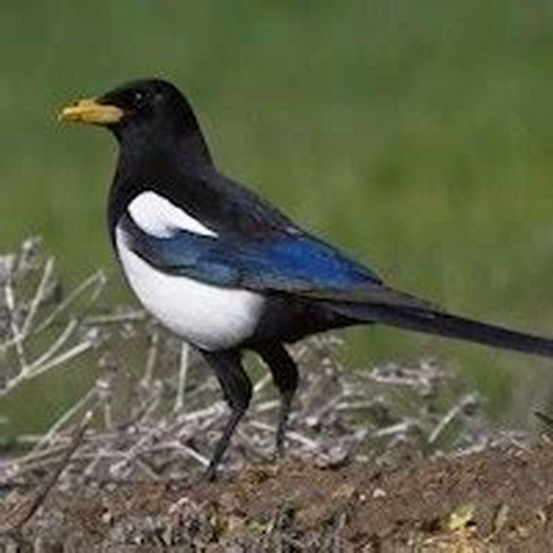 Do Magpies eat mosquitoes?