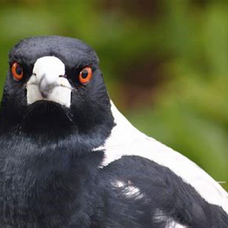 do-magpies-kill-garden-birds-diy-seattle