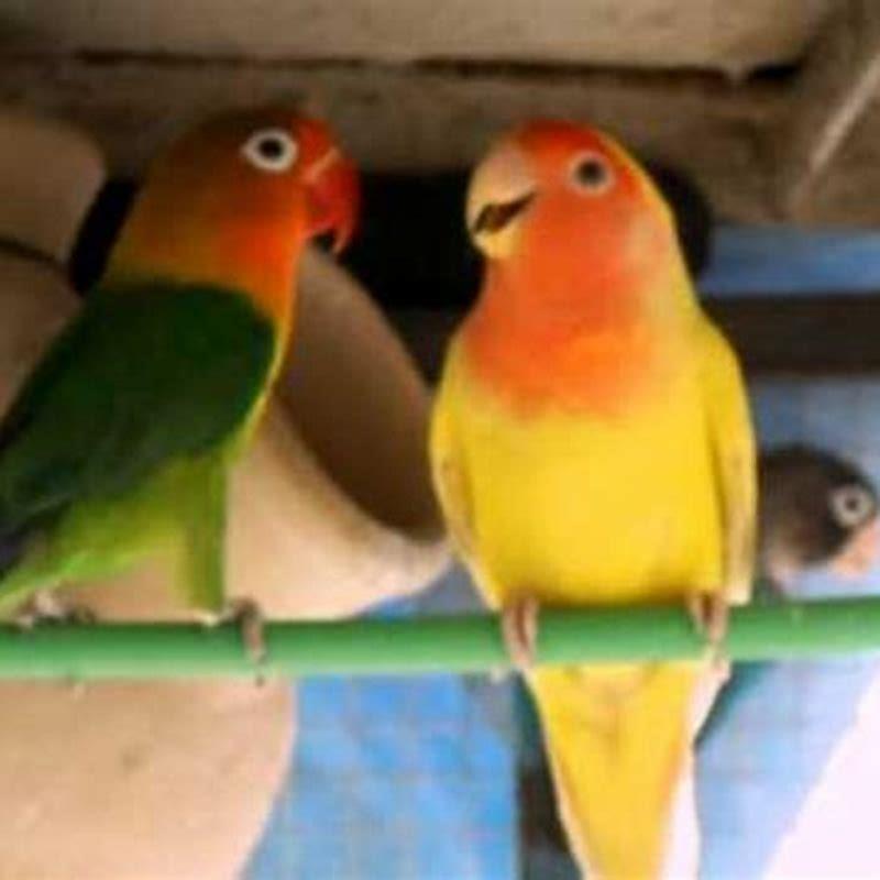 Do male love birds make the nest?