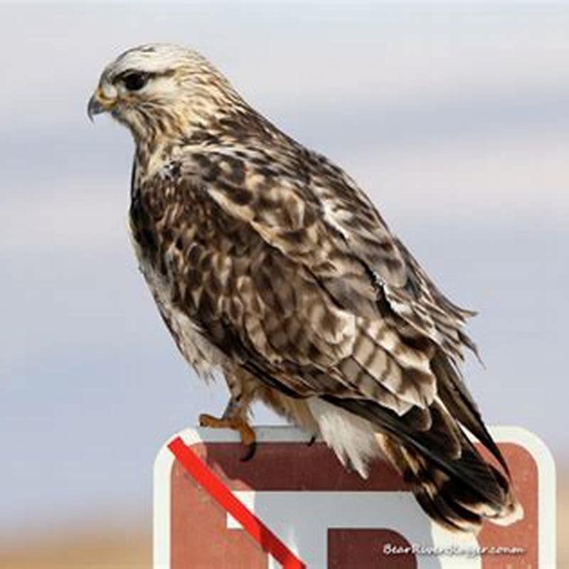 Do marsh hawks eat birds?
