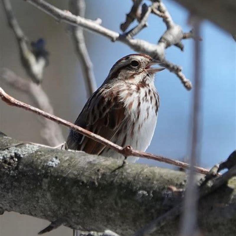Do Merlins eat starlings?
