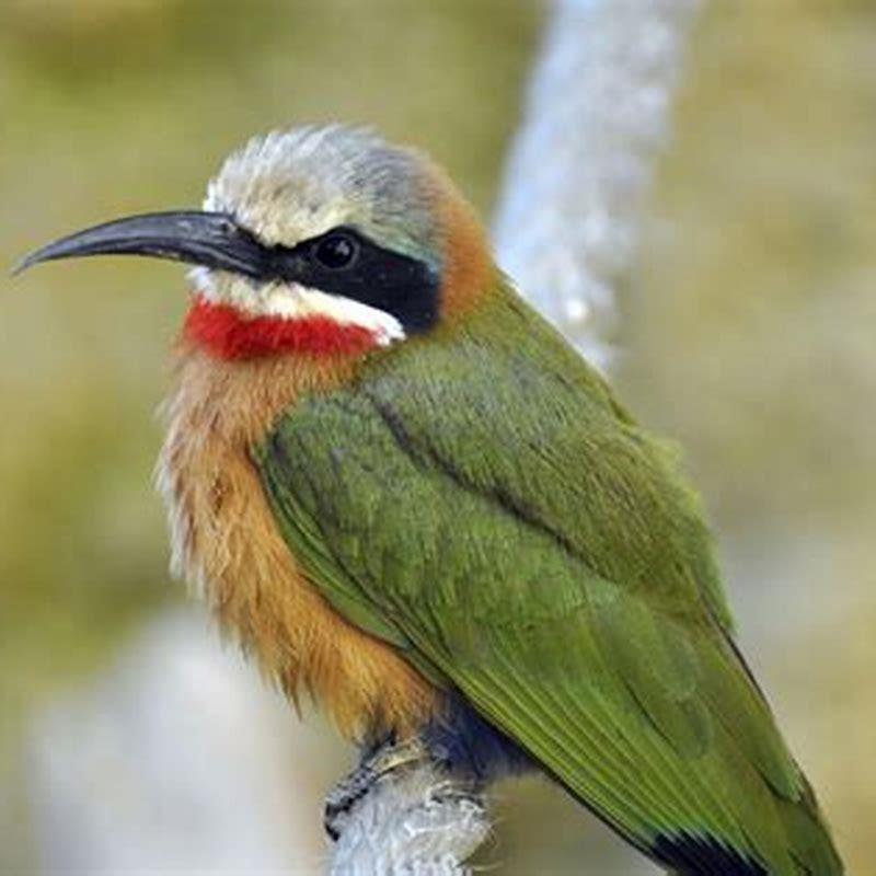 Do most birds eat bees?