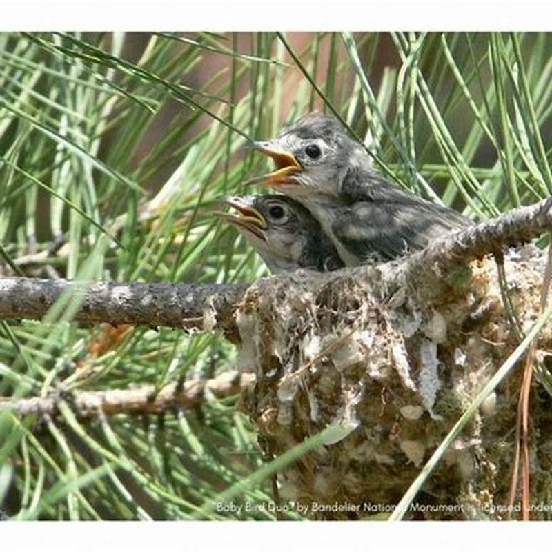 Do mother birds reject their babies?