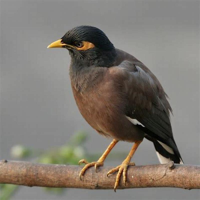 Do Mynah birds kill other birds?