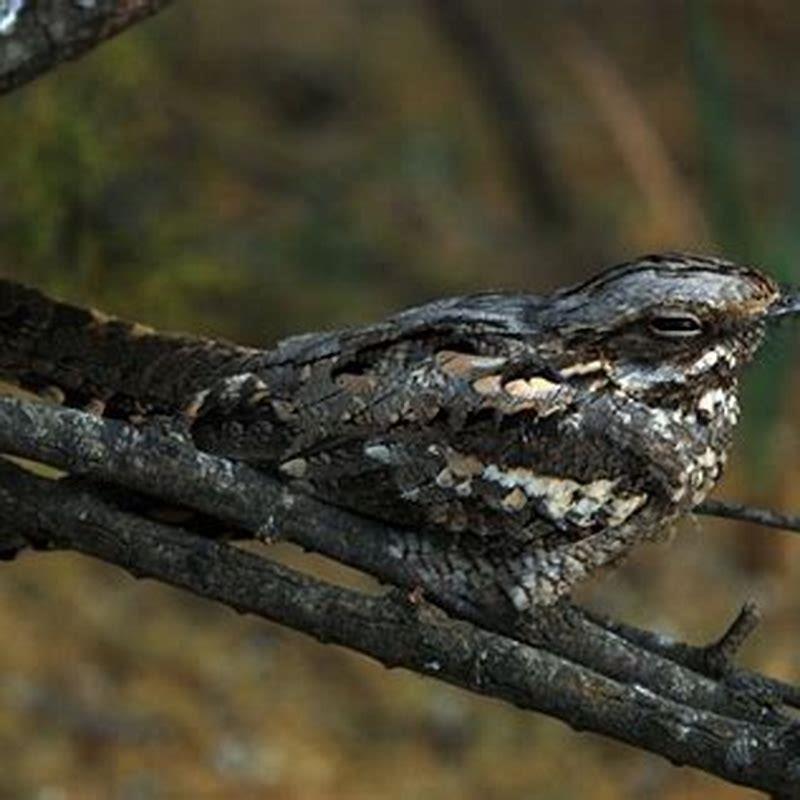 Do nightjars fly at night?