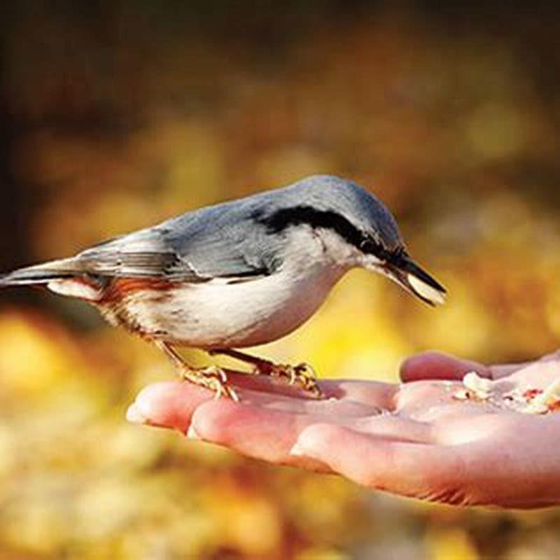 do-nuthatches-eat-ants-diy-seattle