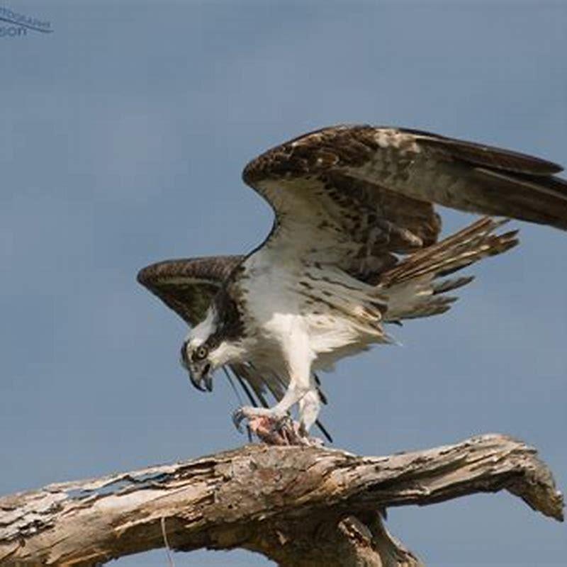 Do Ospreys eat small birds? - DIY Seattle