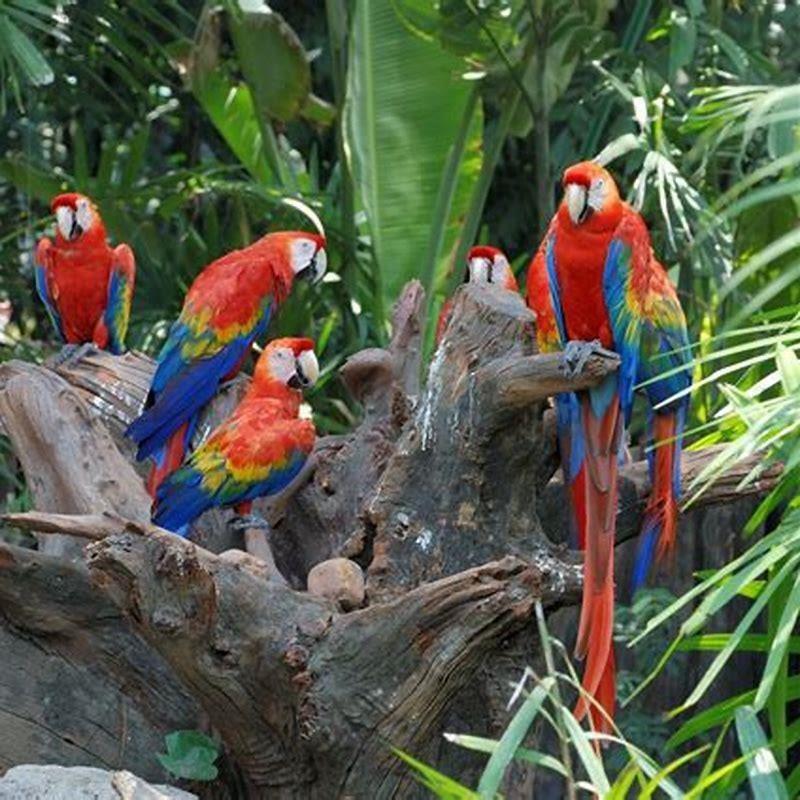 Do parrots live in the rainforest? - DIY Seattle