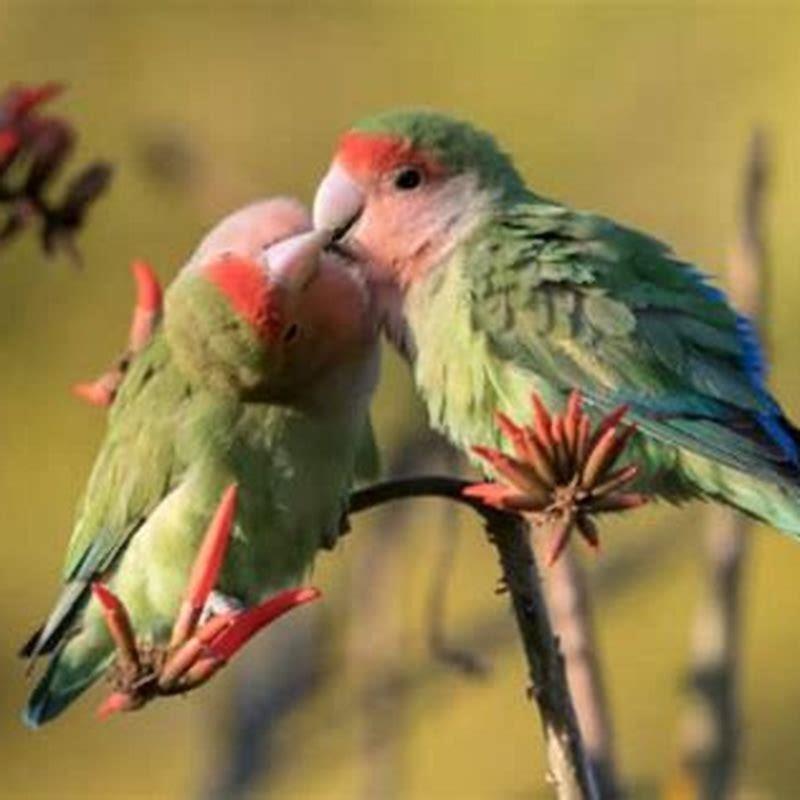 do-peach-faced-lovebirds-get-along-with-other-birds-diy-seattle